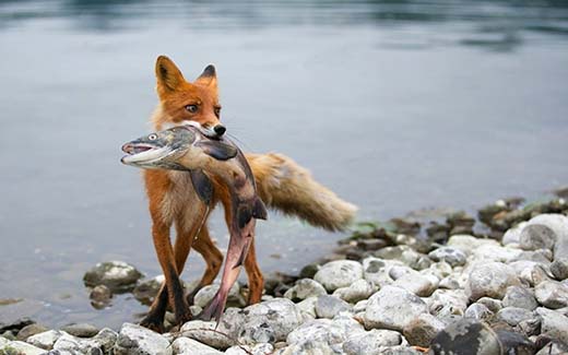 Охота на лисицу у привады